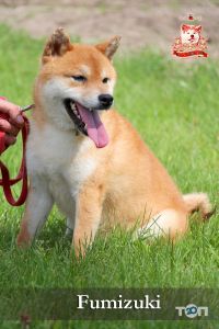 Senzo No Rei отзывы фото