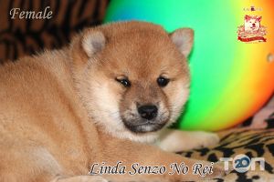 Senzo No Rei Хмельницкий фото