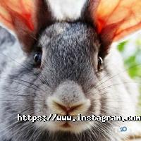 Алексвет, центр ветеринарних послуг фото