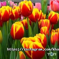 Kharkiv_buket відгуки фото