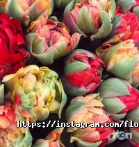відгуки про Florista фото