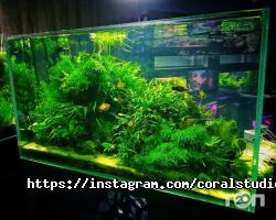 Coral Studio Дніпро фото