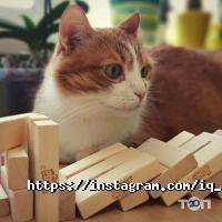 Iq games, інтернет-магазин настільних ігор фото