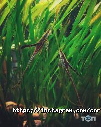 відгуки про Coral Studio фото