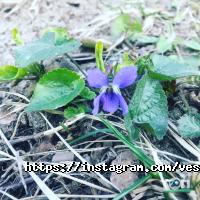 Веселідзе Київ фото