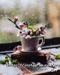 Ergoline відгуки фото