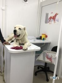 Ветеринарные клиники VetClinic фото