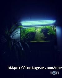 Coral Studio відгуки фото