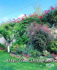 Південний дворик Одеса фото