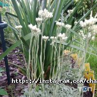 Чарівна, салон краси фото