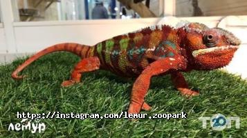 Лемур, сімейний зоопарк фото