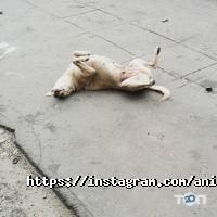 Animal Style Харків фото