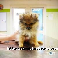 Абсолют, ветеринарний центр фото