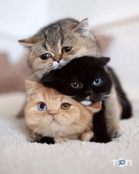 Джессі Чернівці фото