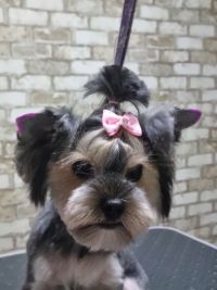 Красунчик, грумінг салон фото