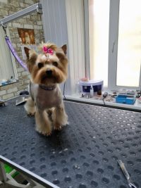 Зоомагазини і послуги для тварин Красунчик фото