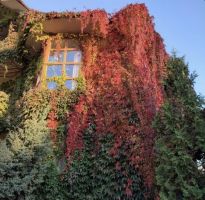 Secret Garden отзывы фото