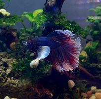 Флора і Фауна Вінниця фото