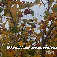 отзывы о SmartAuto фото