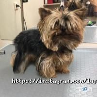 Лапонька, зоосалон фото