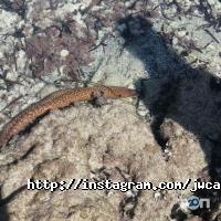 Царьов, виготовлення меблів на замовлення фото