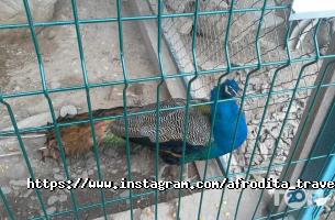 Афродита отзывы фото