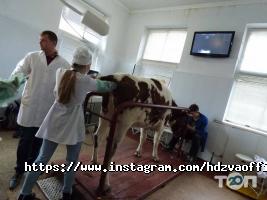 Харківська державна зооветеринарна академія фото