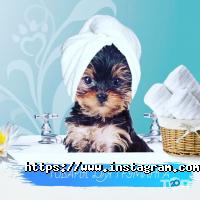 Pesoto Київ фото