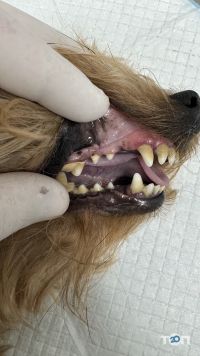 відгуки про Вуса, лапи, хвіст фото