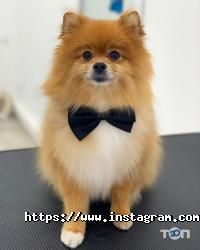 Happy Animals відгуки фото