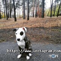 Вищі навчальні заклади Харківська державна зооветеринарна академія фото