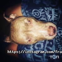 Franttini Київ фото