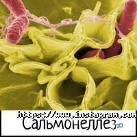 Bald Київ фото