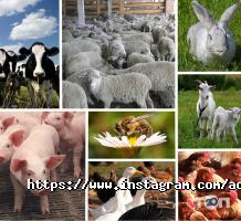 Броер Миколаїв фото