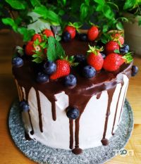 Рудий кіт Хмельницький відгуки фото