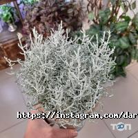 Даруй квіти, магазин квітів фото