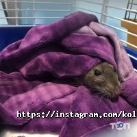 Колібрі Дніпро фото