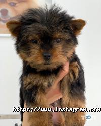 Зоомагазини і послуги для тварин Happy Animals фото