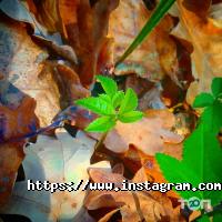 відгуки про Varom фото