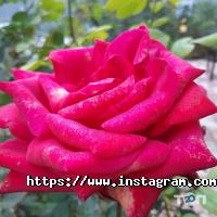 Росток, ландшафтний центр фото