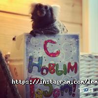 відгуки про Лемур фото