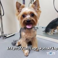 Лапонька Київ фото