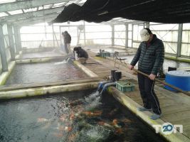 відгуки про Короп Коі фото