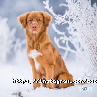 Ветеринарні клініки Зооакадемія фото