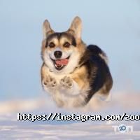 Ветеринарні клініки Зооакадемія фото