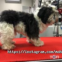 Моhnatikoff, зоосалон фото