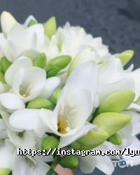 Лютик, студія фото