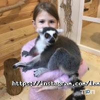 Лемур відгуки фото