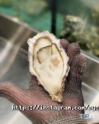 Паби та пивні заклади Oysters Сava фото