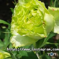 Росток Одеса фото